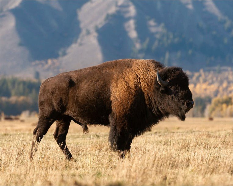 Bison in Evening Light - Marcus Ashley Gallery - Marcus Ashley Gallery
