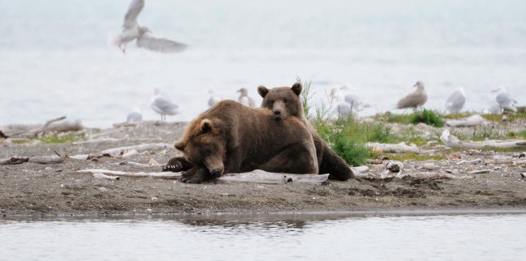 Brown Bear Cub and Sow Napping - Marcus Ashley Gallery - Marcus Ashley Gallery
